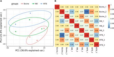 Comparative proteome analysis revealed the differences in response to both Mycobacterium tuberculosis and Mycobacterium bovis infection of bovine alveolar macrophages